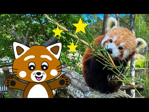 Pukkins i Kolmårdens Djurpark - Röda pandorna - Lek och lär -  Lek med oss