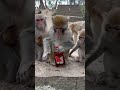 Drunk monkey 🐒🐵. #pets #monkey #alcohol