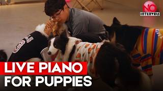 Inside The Luxury Shanghai Dog Kindergarten Changing China’s Pet Industry | Lifestyle