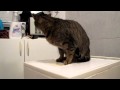 Cat On The Washing Machine