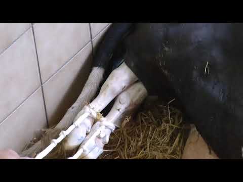 Milchlehrpfad - Schulfilm (Kapitel 2/10) - Ein Kälbchen kommt zur Welt