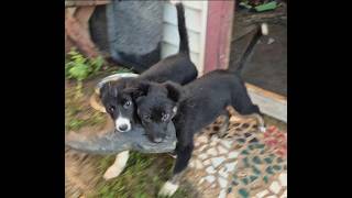 Video preview image #3 Border-Aussie Puppy For Sale in BLUE RIVER, WI, USA