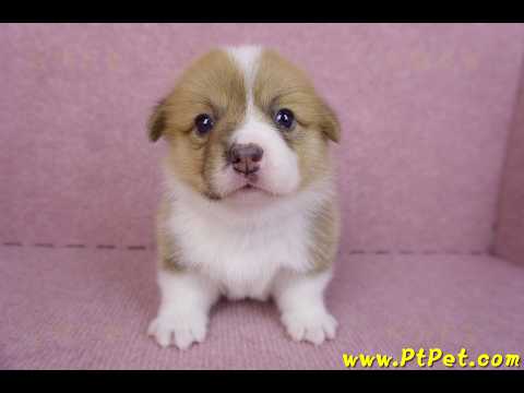 10/10雙色柯基犬母幼犬3號