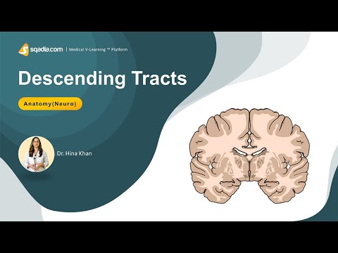 Descending Tracts of Spinal Cord | Neuro-Anatomy Made Easy for Students | V-Learning™