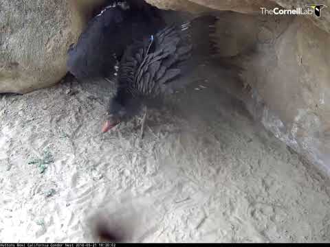 Male Condor #374 Steps Out Onto the Porch May 21, 2018 | California Condor Nest