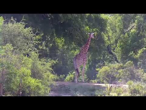 Djuma: Lone Giraffe on the dam wall - 07:52 - 11/29/20