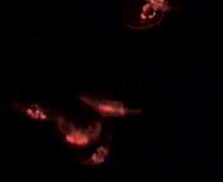 download lagu mp3 mp4 Red Jellyfish Melbourne, download lagu Red Jellyfish Melbourne gratis, unduh video klip Red Jellyfish Melbourne