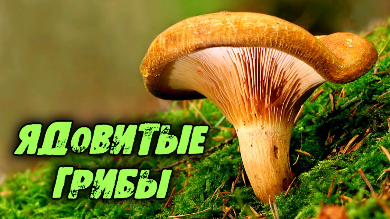 Яд этого гриба смертельнее яда кобры. Большой обзор ядовитых грибов