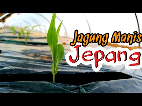 , title : '🌽 Cara Petani Jepang Menanam Jagung manis'