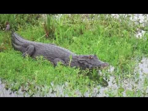 Animal wildlife highlights Ibera wetlands, Argentina