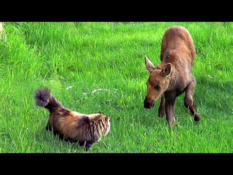 Fluffiest Cat Meets Baby Moose Twins