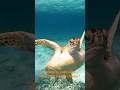 Where to swim with Sea Turtles in Costa Maya Mexico ?  #snorkeling #shorts #costamaya