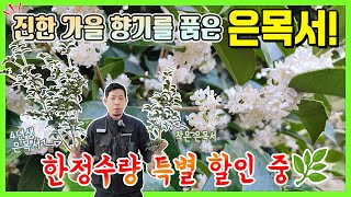 진한 가을 향기를 품은 은목서! 한정수량 특별 할인 중