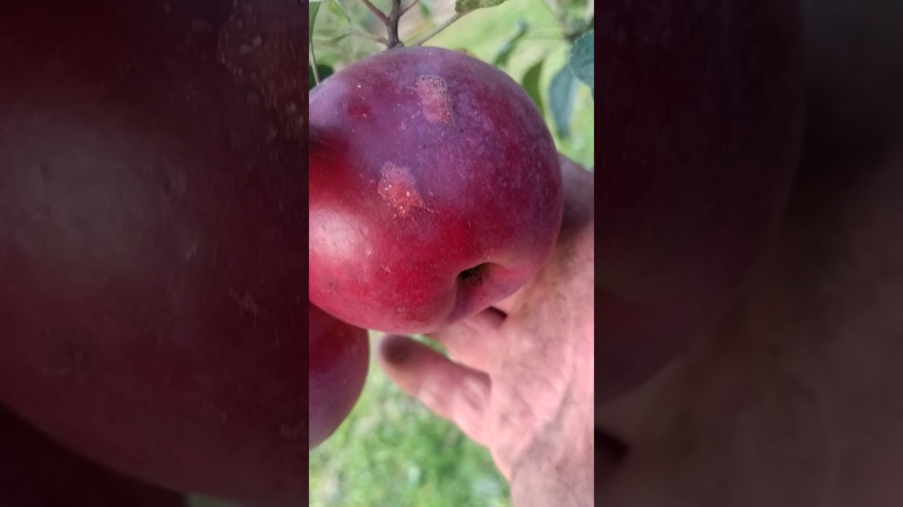 яблоня ПАМЯТЬ КОВАЛЕНКО