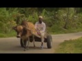WANIPIGA KWA BAKORA YANGU PEMBA TAARAB