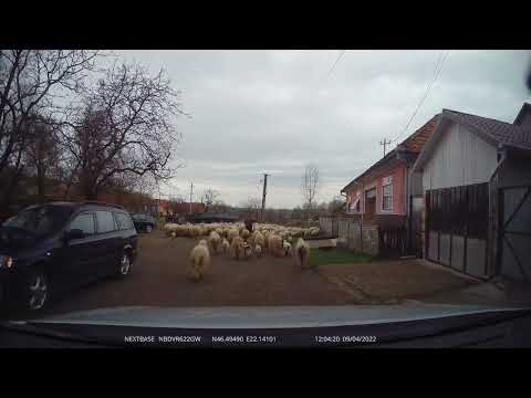 [DJ 793B - FULL] Groseni [FULL] - Archis - Beliu, Arad, Romania