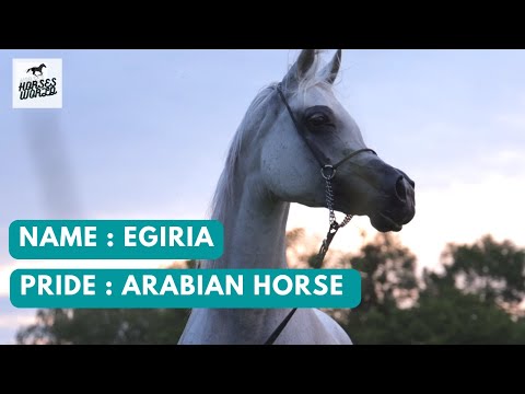 Arabian Horse EGIRIA - Esparto x Egira