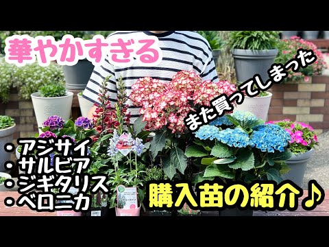 月桂樹やアジサイから変わる花期の長い低木5選！  庭園