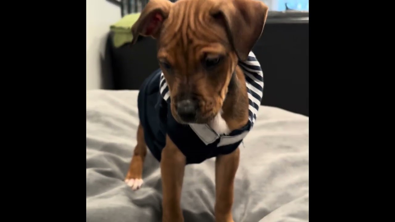 Enlarge Nutty, a Adoptable mixed breed in Pottstown, PA video 5/6