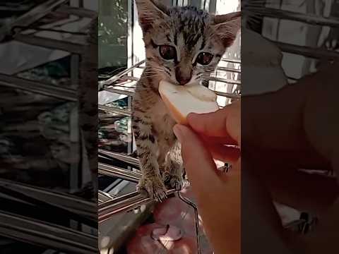 #cat #catvideo #youtubeshorts 🐈‍⬛🐈