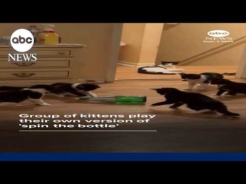 Group of kittens play their own version of 'spin the bottle'