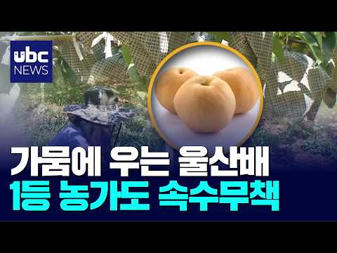 가뭄에 우는 울산배..1등 농가도 속수무책