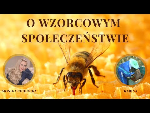 , title : '94. O wzorcowym społeczeństwie. Pszczoły, Pasieka, Miód, Ule, Propolis | Monika Cichocka, Karina'
