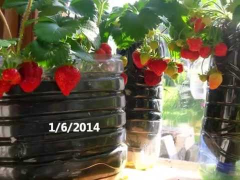 comment traiter thrips