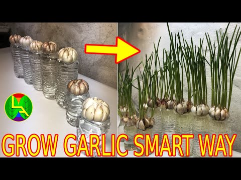 How to grow garlic indoor quickly