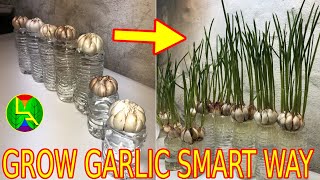 How to grow garlic indoor quickly