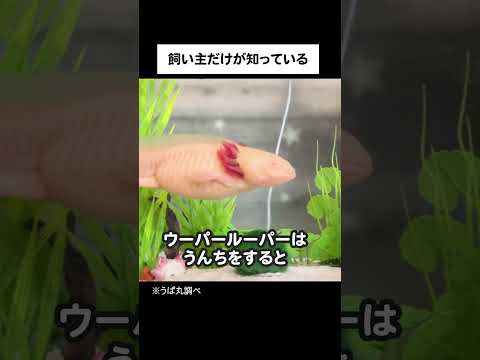 IUCN分類における絶滅の危険性を示す図。