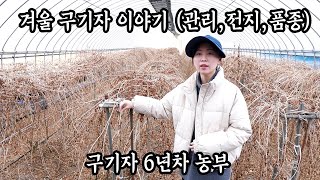 겨울 구기자는 관리하면 안돼요