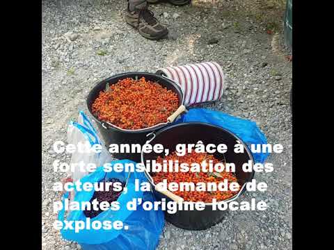 download lagu mp3 mp4 Haies Vives D Alsace, download mp3 Haies Vives D Alsace free download mp3, download mp3 Haies Vives D Alsace
