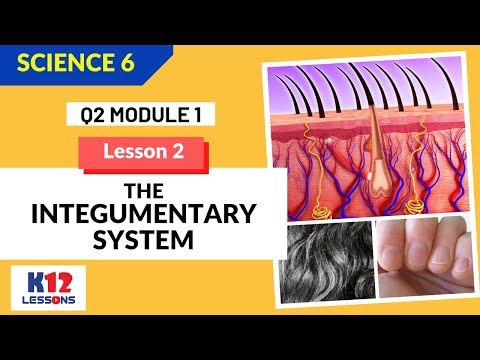 Science 6 Quarter 2 Module 1 Lesson 2 - The Integumentary System