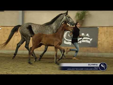 OLYMPIA HD7Z