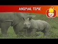 Animal Time Cartoon For Children Luli TV