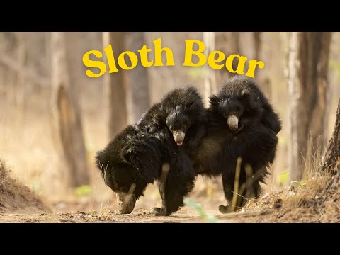 デンドロラグス・イヌストゥス