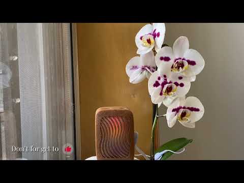 PlantWave phalaenopsis orchid music 432 hz frequency meditation relaxation