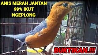 Download lagu Suara ANIS MERAH betina kabel KONSLET dan NGEPLONG ALAMI memancing birahi langsung GACOR mp3