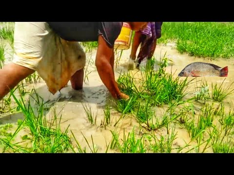 How to use poisonous plants to catch fish▶️