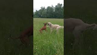 Rhodesian Ridgeback vs. Irischer Wolfshund . Teil 2