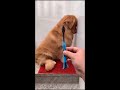 Guilty Dog Reaction when Destroying Mum's Toothbrush