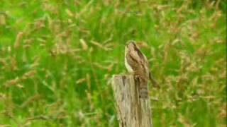 preview picture of video 'Torcecuello - Jynx torquilla - Berriz (Bizkaia)'