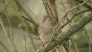 Clifford T Ward....Nightingale