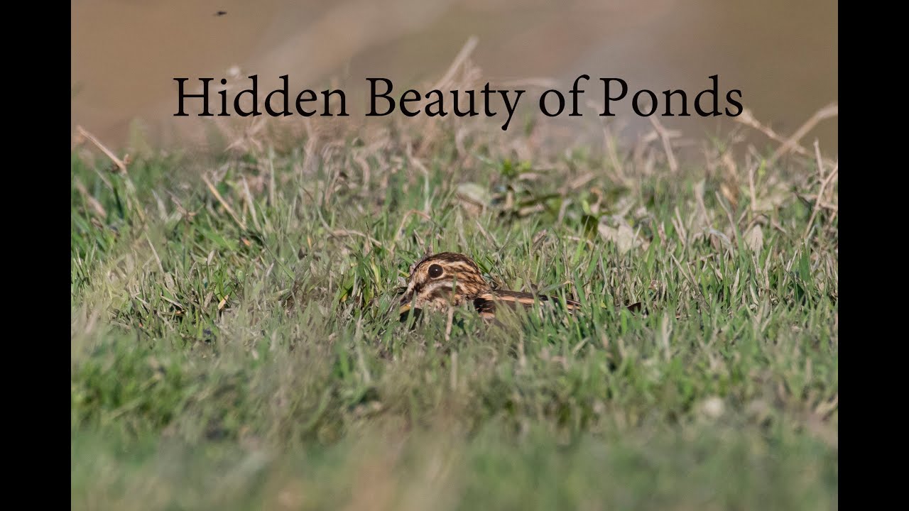 Common Snipe - A Hidden Beauty... #shorts #gaganbedi