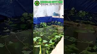 Download lagu LIVE FACEBOOK BIIDZNILLAH GUPPY FARM - 14 DECEMBER 2025 mp3