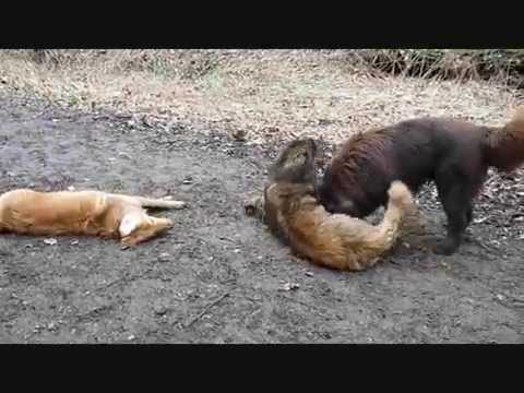 Hundeschule Dog Campus - Treffen der Giganten