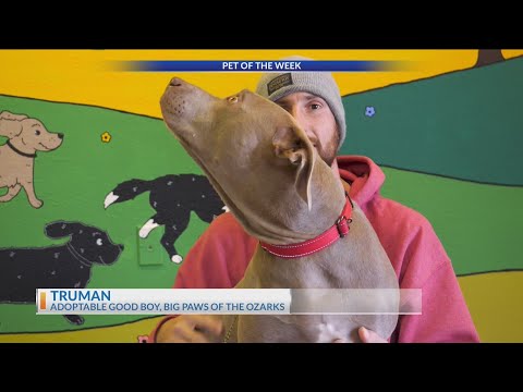 Purina Presents: Meet Truman in Pet of the Week - YouTube