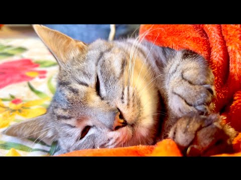 99%が5分で眠くなる｜猫×水の音ASMR Deep Relax ASMR｜Cat Purring & Wooden Balls