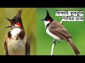 বুলবুলি পাখির ডাক | Red Whiskered Bulbul Call | Bulbul Bird Sound | Bulbuli Pakhir Dak @wi